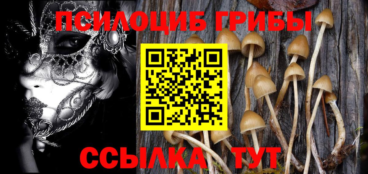 Псилоцибиновые грибы Psilocybine cubensis Северск